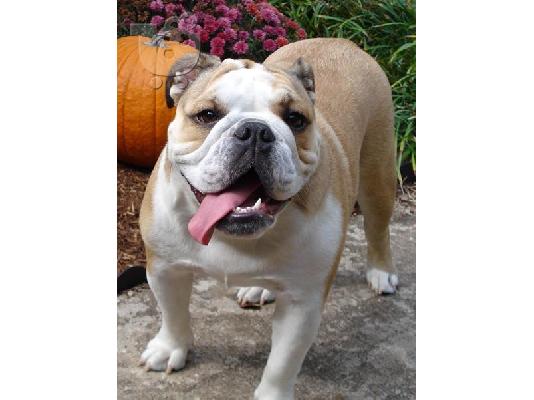 PoulaTo: Αγγλικο μπουλντογκ καθαροαιμο κουταβακι